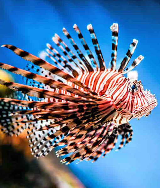 Rhodes Aquarium